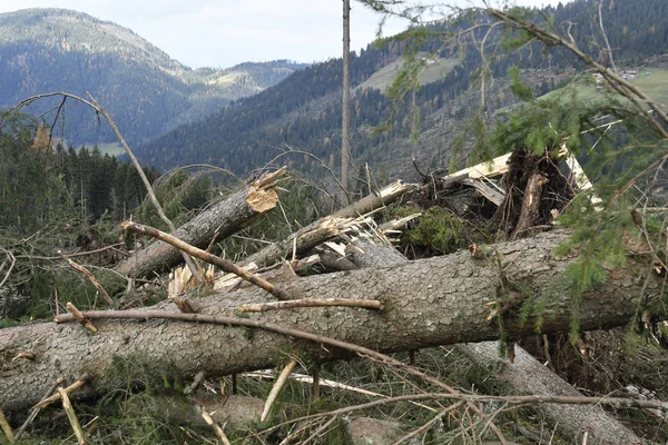 カレッツァ湖 ボルツァーノ県 南チロル イタリア嵐効果ショー落ちて 森林地帯の木を根こそぎ — ストック写真