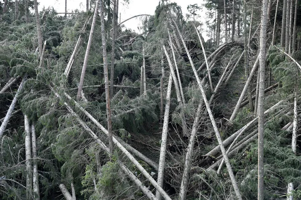 Lac Carezza Province Bolzano Tyrol Sud Italie Arbres Tombés Arbres — Photo