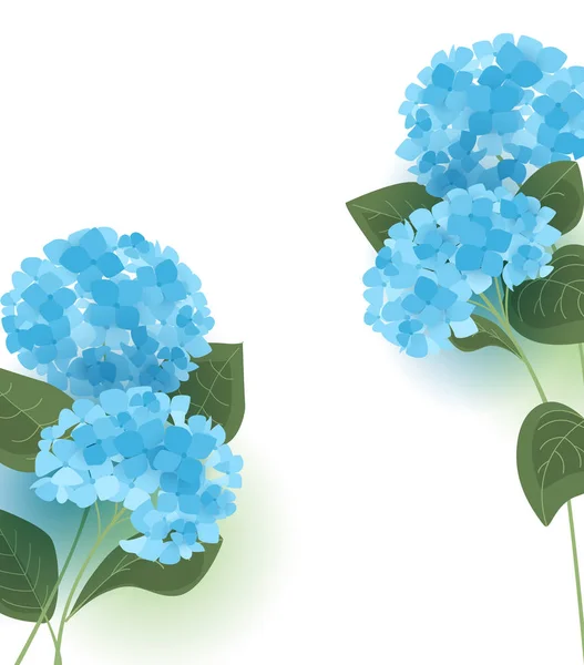 Květ hortenzie vektor — Stockový vektor