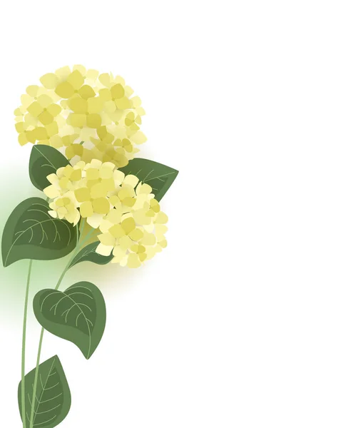 Wektor hortensja kwiat — Wektor stockowy