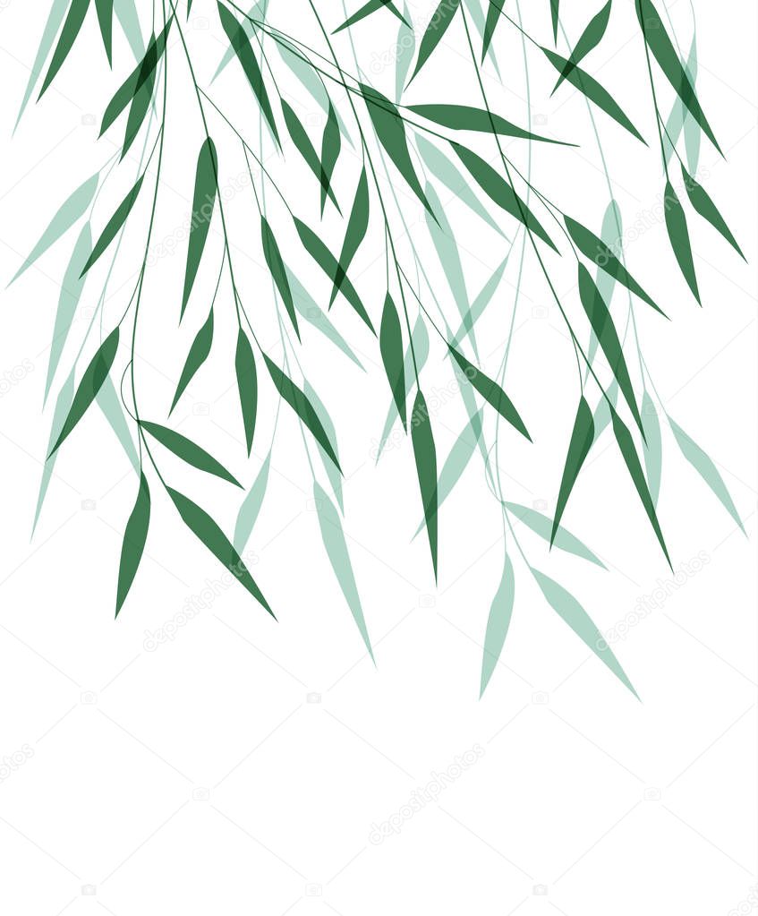 Bamboo green leaf