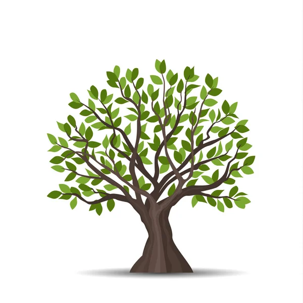 Ilustración Vectorial Árbol Con Hojas Sobre Fondo Blanco — Vector de stock