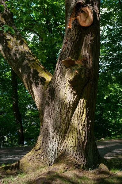 Bazı Eski Ağaç Ağacı Gövde Kesilmiş Bazı Şubeleri Vardır — Stok fotoğraf