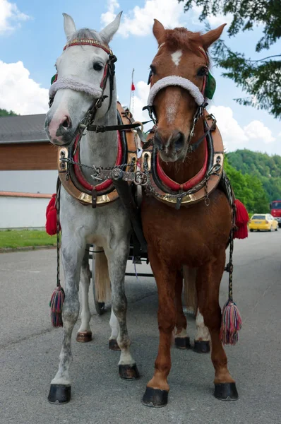 Ruskea Valkoinen Hevonen Valjaissa Nämä Kaksi Hevosta Vedetty Autoon — kuvapankkivalokuva