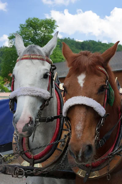 棕色和白色的马在安全带 这两匹马被拉进了车里 — 图库照片