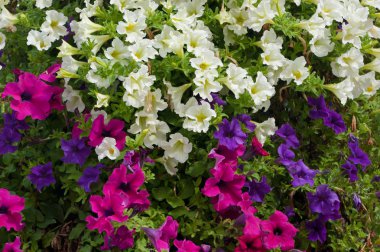 Bitki çiçek yakından görmek Petunya surfinia adlı.