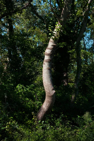 Albero Albero Deciduo Illuminato Dalla Luce Del Sole — Foto Stock