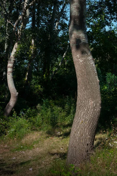 Ein Baum Von Einem Laubbaum Der Vom Sonnenlicht Erleuchtet Wird — Stockfoto