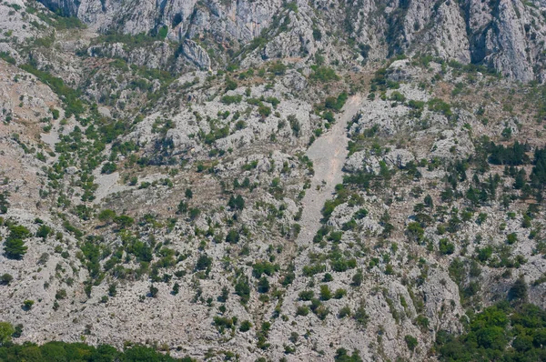Kayalık Arazide Yetişen Ağaçların — Stok fotoğraf