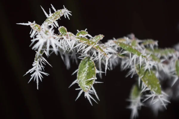 Vissa Lövfällande Buske Täckt Med Frost Detaljerad — Stockfoto