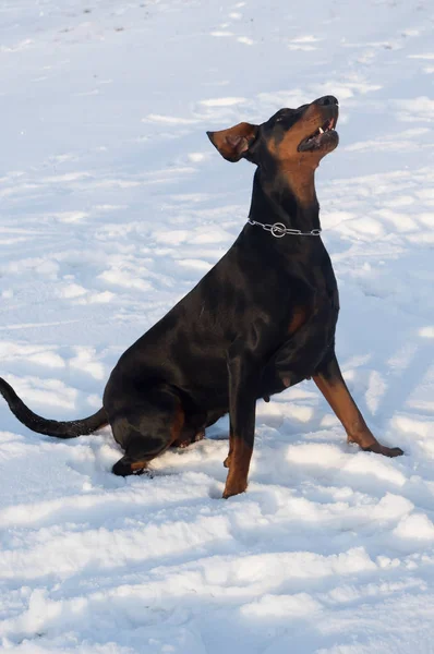 Пятилетняя Женщина Зимней Прогулке Порода Этой Собаки Называется Добрман — стоковое фото