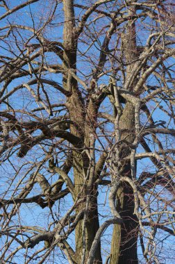 Eski ağaç gövdesi görüntüleyin. Bu ağaç ıhlamur ağacı denir.