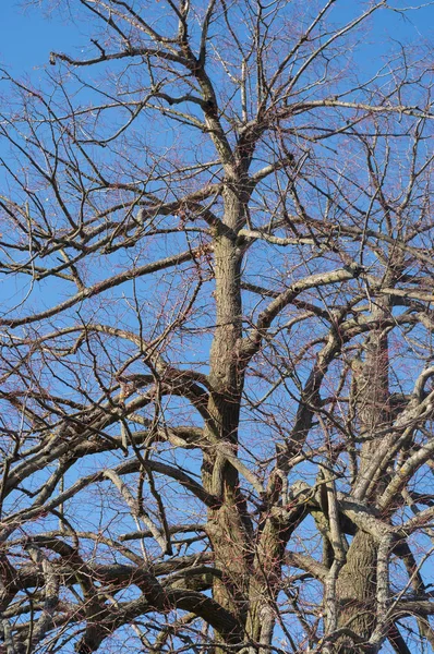 昔の木の幹を表示します この木は菩提樹と呼ばれる — ストック写真
