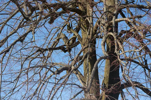 Blick Auf Den Alten Baumstamm Dieser Baum Wird Linde Genannt — Stockfoto