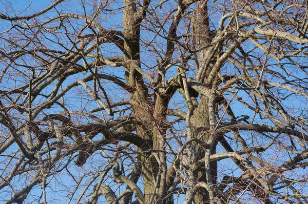 Blick Auf Den Alten Baumstamm Dieser Baum Wird Linde Genannt — Stockfoto