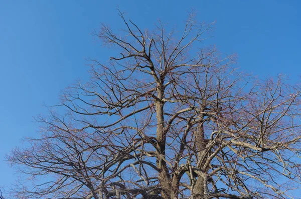 Vista Del Tronco Del Árbol Viejo Este Árbol Llama Tilo — Foto de Stock