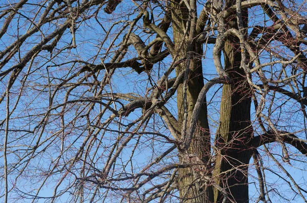 줄기의 보기입니다 나무를 보리수 — 스톡 사진