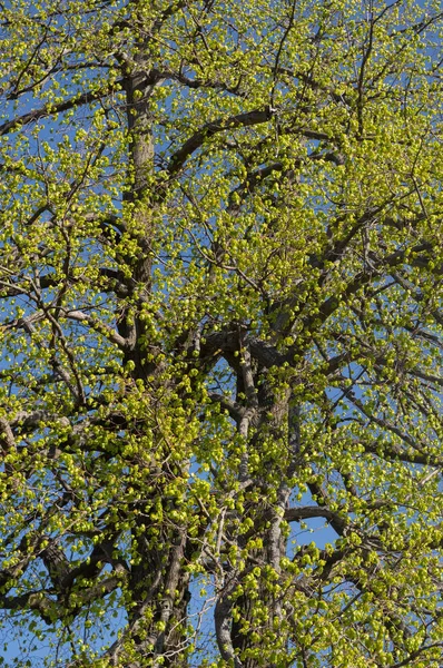 Veduta Del Vecchio Tronco Albero Questo Albero Chiama Tiglio — Foto Stock