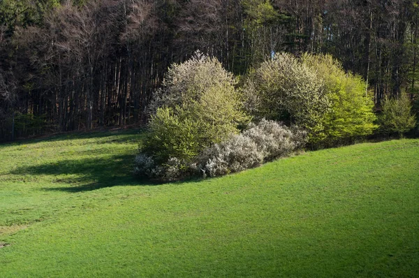 モラビアの春の風景 南モラヴィア チェコ — ストック写真