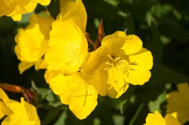 Pupalka adlı popüler bir dekoratif bitki. Latince adı Oenothera.