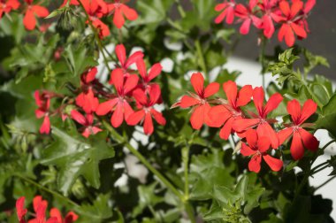 Pelargonie denilen popüler bir dekoratif bitki. Latince adı Pelargonium.
