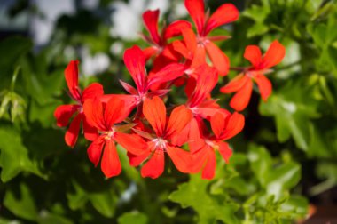 Pelargonie denilen popüler bir dekoratif bitki. Latince adı Pelargonium.