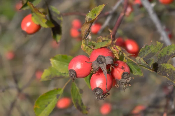 Rosehip Růžové Ovoce Latinský Název Fructus Cynosbati — Stock fotografie