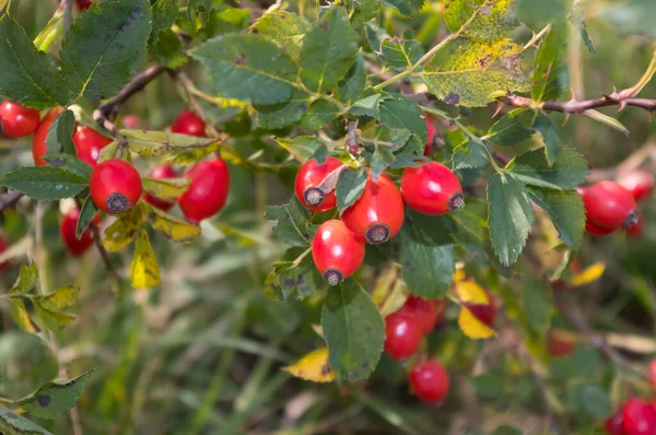 Rosehip Růžové Ovoce Latinský Název Fructus Cynosbati — Stock fotografie