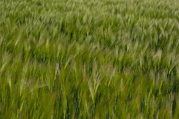 Ein Getreide Namens Roggen Eine Pflanze Deren Körner Zur Herstellung — Stockfoto