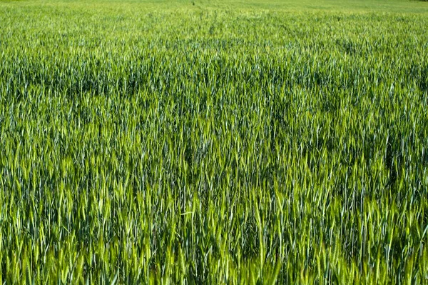 大麦と呼ばれるシリアル 穀物を粉にして食用にする植物 — ストック写真