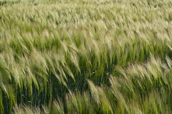 Ein Getreide Namens Roggen Eine Pflanze Deren Körner Zur Herstellung — Stockfoto