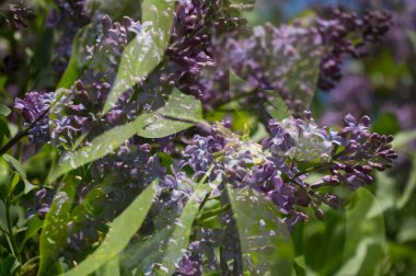 Çeşitli kullanım için soyut arkaplan. Bilgisayarlı fotoğraflar.