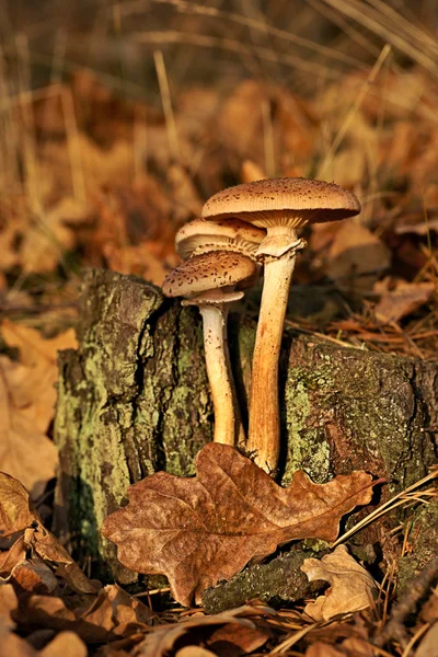 Mushrooms Honey Fungus Armillaria — Stock Photo, Image