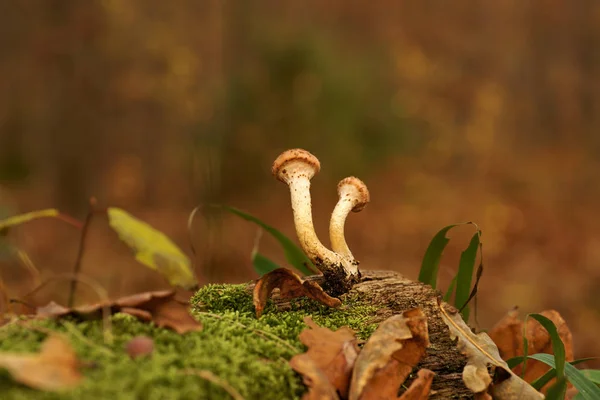 Setas Hongo Miel Armillaria — Foto de Stock