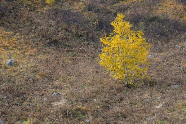 Outono Dourado Nas Montanhas Adygea — Fotografia de Stock