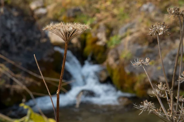 Goldener Herbst Den Bergen Von Adygea — Stockfoto