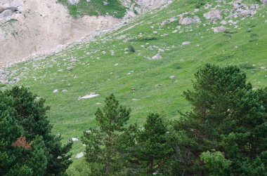 Boz ayı beyaz rezerv dağlarında