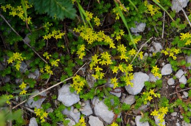Beyaz rezervin güzel çiçekler
