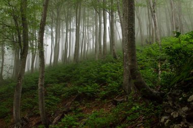 Güzel dağ manzarası. Guam gorge. Krasnodar bölgesi