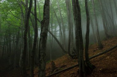 Güzel dağ manzarası. Guam gorge. Krasnodar bölgesi