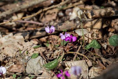 Kafkasya dağlarında yabani pembe cyclomene
