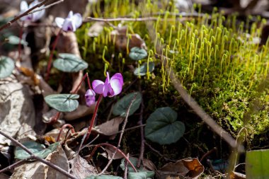 Kafkasya dağlarında yabani pembe cyclomene
