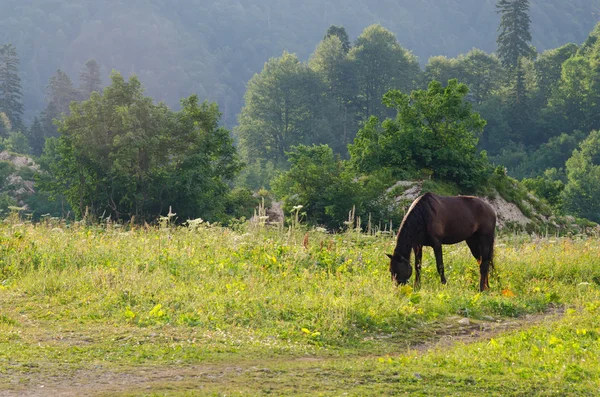 Majestuosos Paisajes Montañosos Reserva Caucásica — Foto de Stock