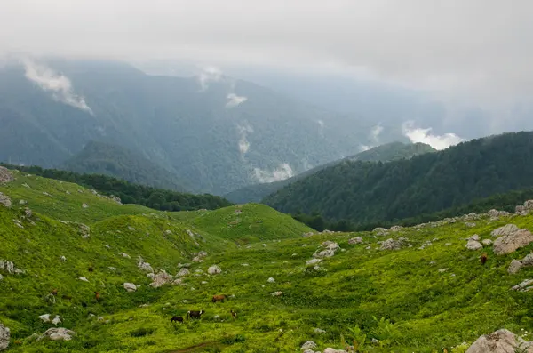 Paesaggi Montani Maestosi Della Riserva Caucasica — Foto Stock