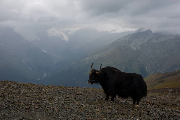 Ascensão Fascinante Nas Montanhas Dombai Karachay Cherkessia — Fotografia de Stock