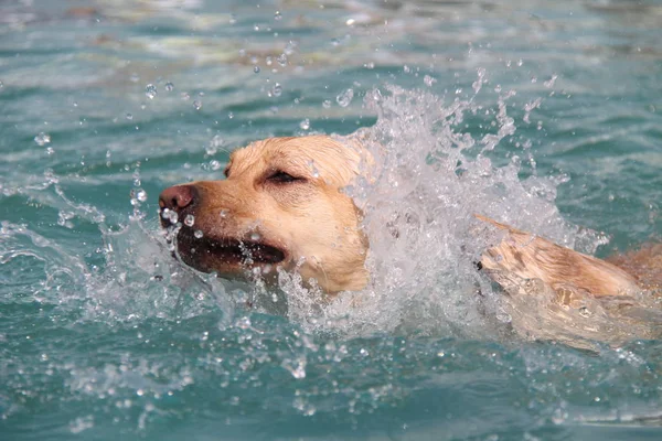 水泳と水の楽しいラブラドール犬 — ストック写真