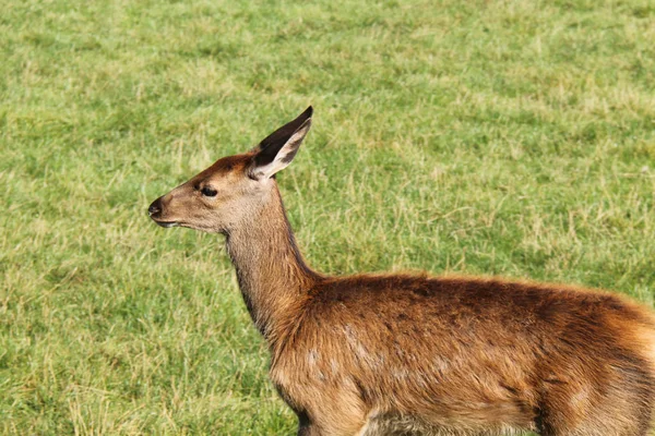 Ung Kvinnlig Roe Kronhjort Gräs Äng — Stockfoto