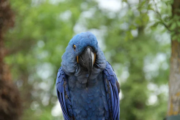 Przyjazny Niebieski Papuga Ara Tropikalne Ptak — Zdjęcie stockowe