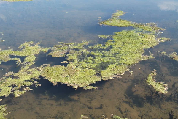 Green Pond Algae Grows Summer — Stock Photo, Image