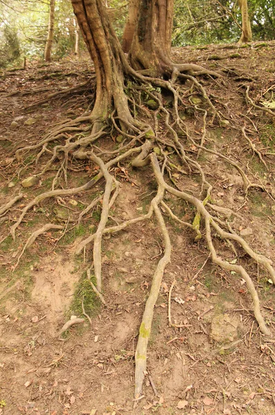 Exposed Roots Tree Eroded Earth Bank — стоковое фото